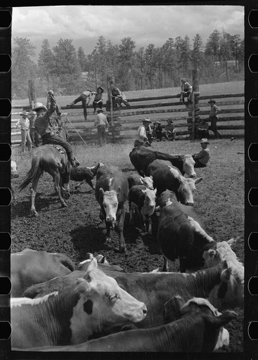 Untitled photo, possibly related to: Three Circle roundup, in corral, at Custer National Forest, Montana