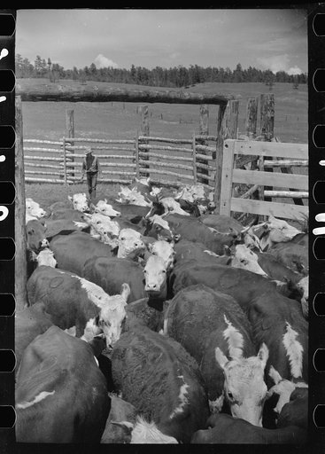 Untitled photo, possibly related to: Cows rounded up by Three Circle Ranch, Custer National Forest, Montana