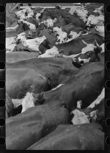 Untitled photo, possibly related to: Cows rounded up by Three Circle Ranch, Custer National Forest, Montana