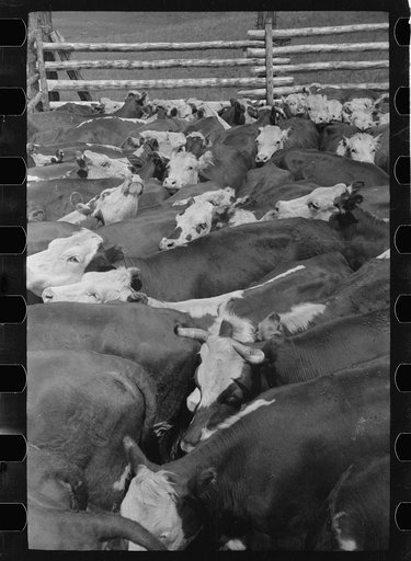 Untitled photo, possibly related to: Cows rounded up by Three Circle Ranch, Custer National Forest, Montana