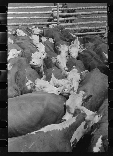 Cows rounded up by Three Circle Ranch, Custer National Forest, Montana