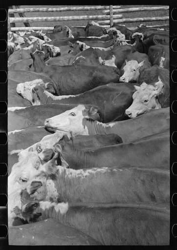 Untitled photo, possibly related to: Cows rounded up by Three Circle Ranch, Custer National Forest, Montana