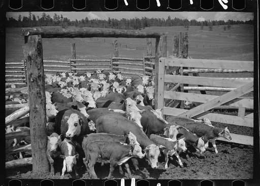 Cows and calves leaving the corral, Three Circle roundup, Custer National Forest, Montana