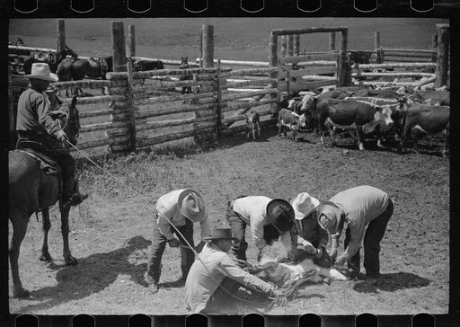 Untitled photo, possibly related to: Branding, Three Circle roundup, Custer National Forest, Montana