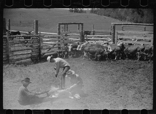 Untitled photo, possibly related to: Branding, Three Circle roundup, Custer National Forest, Montana