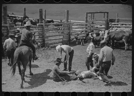 Branding, Three Circle roundup, Custer National Forest, Montana