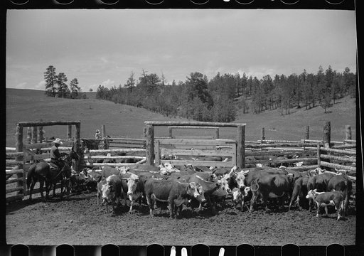 Untitled photo, possibly related to: Three Circle roundup, in corral, at Custer National Forest, Montana