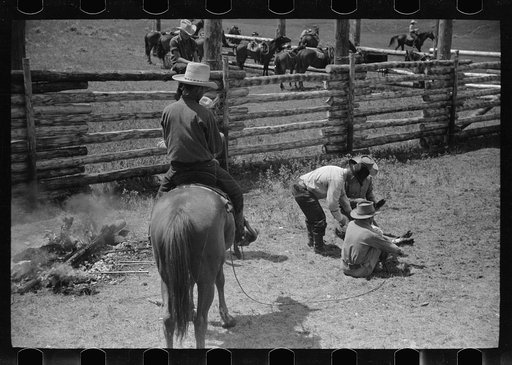 Untitled photo, possibly related to: Branding calf, Quarter Circle U Ranch roundup, Montana