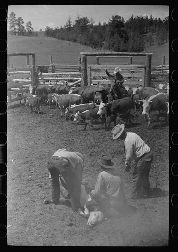 Untitled photo, possibly related to: Branding calf, Quarter Circle U Ranch roundup, Montana