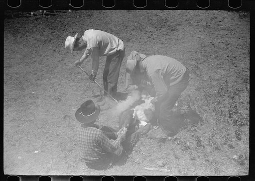 Branding calf, Quarter Circle U Ranch roundup, Montana
