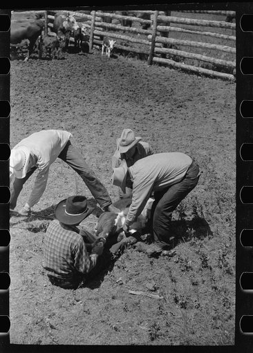 Untitled photo, possibly related to: Branding calf, Quarter Circle U Ranch roundup, Montana