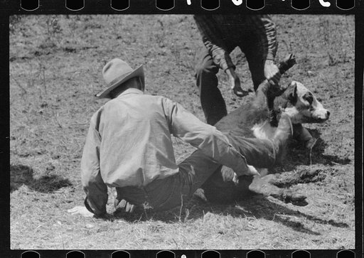Untitled photo, possibly related to: Branding, Three Circle roundup, Custer National Forest, Montana