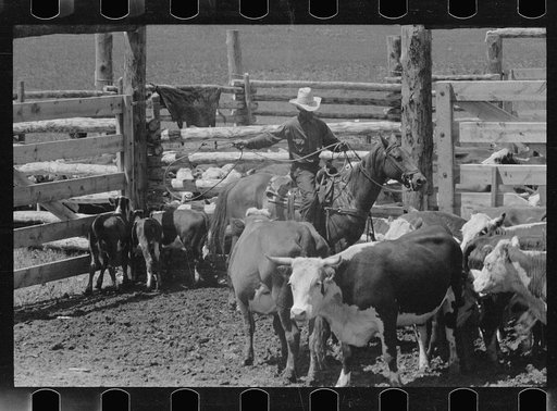 Untitled photo, possibly related to: Roping a calf, Three Circle roundup, Custer National Forest, Montana