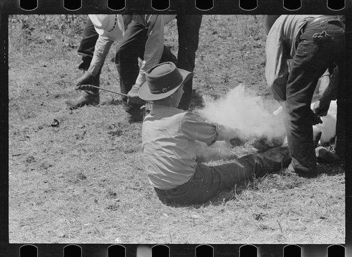 Untitled photo, possibly related to: Branding calf, Quarter Circle U Ranch roundup, Montana