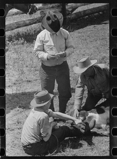Preparing to inoculate calf against blackleg, Three Circle roundup, Custer National Forest, Montana