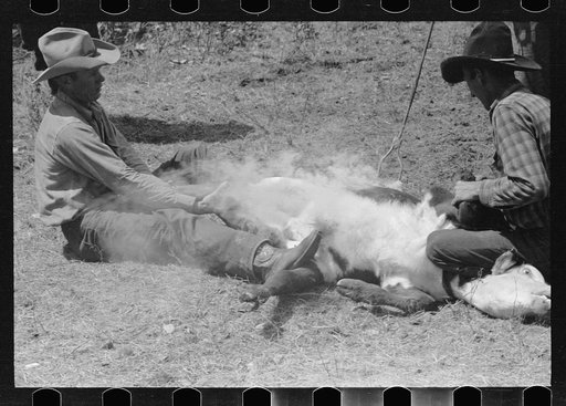 Untitled photo, possibly related to: Branding, Three Circle roundup, Custer National Forest, Montana