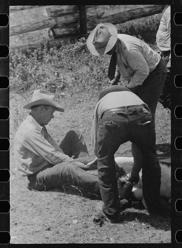 Untitled photo, possibly related to: Preparing to inoculate calf against blackleg, Three Circle roundup, Custer National Forest, Montana