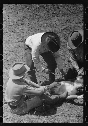 Untitled photo, possibly related to: Preparing to inoculate calf against blackleg, Three Circle roundup, Custer National Forest, Montana