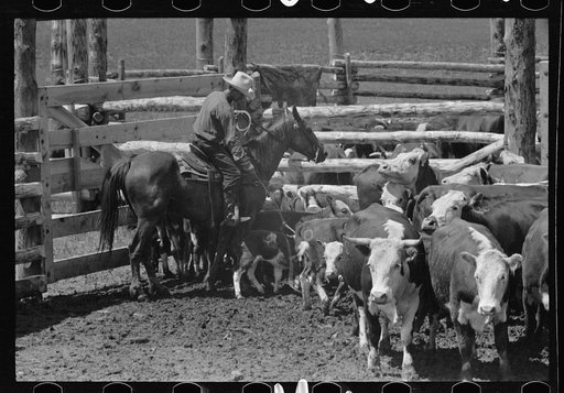 Untitled photo, possibly related to: Roping a calf, Three Circle roundup, Custer National Park, Montana