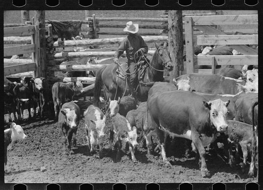 Untitled photo, possibly related to: Roping a calf, Three Circle roundup, Custer National Park, Montana