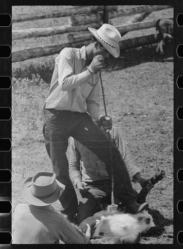 Untitled photo, possibly related to: Branding calf, Three Circle roundup, Montana