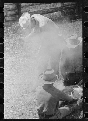 Branding, Three Circle roundup, Custer National Forest, Montana