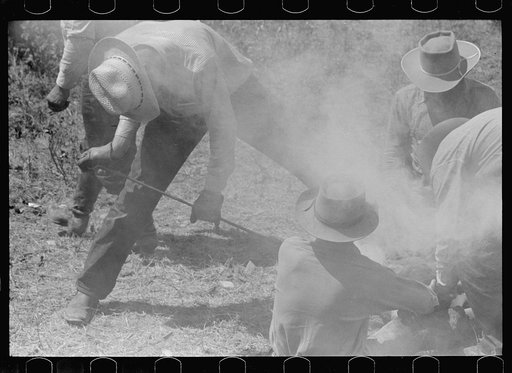 Untitled photo, possibly related to: Branding calf, Three Circle roundup, Montana