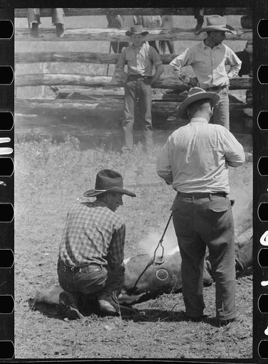Branding, Three Circle roundup, Custer National Forest, Montana