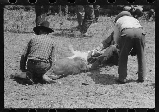 Untitled photo, possibly related to: Branding calf, Three Circle roundup, Montana