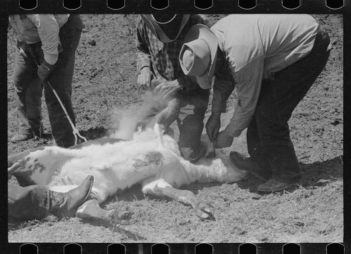 Untitled photo, possibly related to: Branding calf, Three Circle roundup, Montana