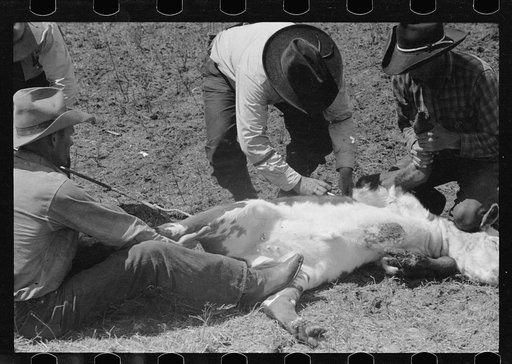 Untitled photo, possibly related to: Preparing to inoculate calf against blackleg, Three Circle roundup, Custer National Forest, Montana