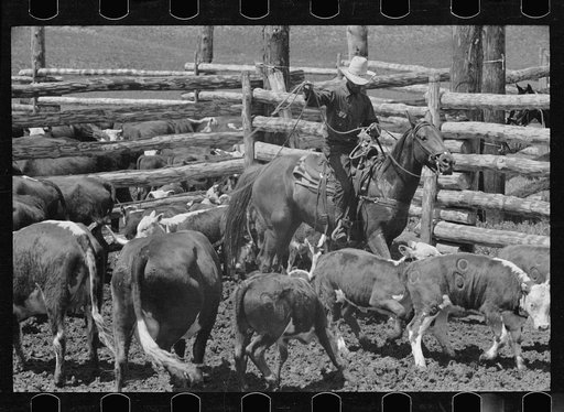 Roping a calf, Three Circle roundup, Custer National Park, Montana