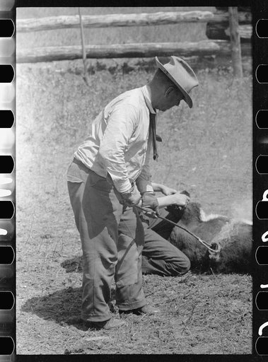 Untitled photo, possibly related to: Branding calf, Three Circle roundup, Montana