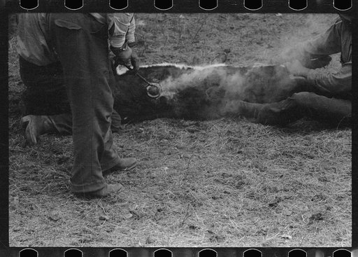 Untitled photo, possibly related to: Branding calf, Three Circle roundup, Montana