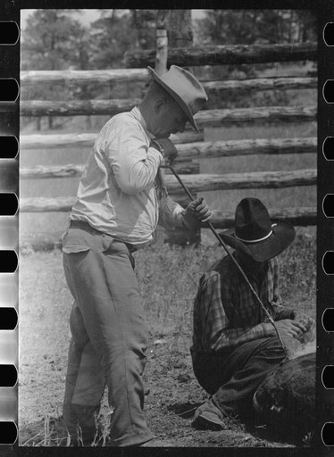Untitled photo, possibly related to: Branding calf, Three Circle roundup, Montana