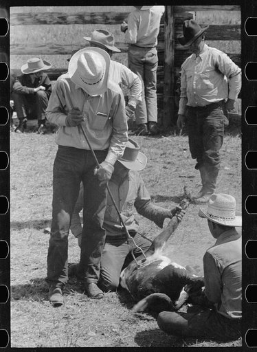 Branding calf, Three Circle roundup, Montana
