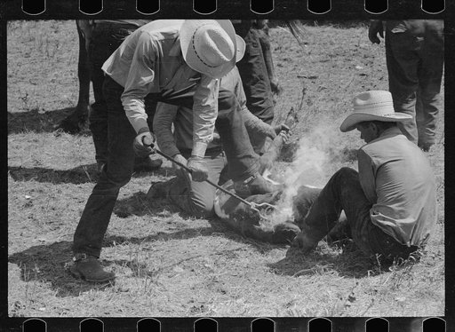 Untitled photo, possibly related to: Branding calf, Three Circle roundup, Montana