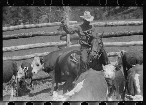 Untitled photo, possibly related to: Roping a calf, Three Circle roundup, Custer National Park, Montana