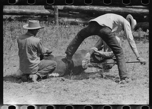 Untitled photo, possibly related to: Branding calf, Three Circle roundup, Montana