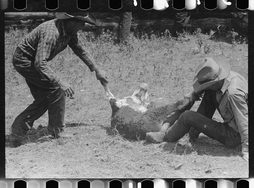 Untitled photo, possibly related to: Branding, Three Circle roundup, Custer National Forest, Montana