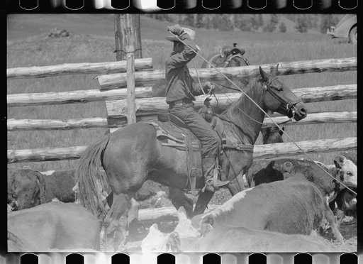 Untitled photo, possibly related to: Roping a calf, Three Circle roundup, Custer National Park, Montana