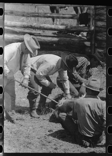 Untitled photo, possibly related to: Branding calf, Three Circle roundup, Montana