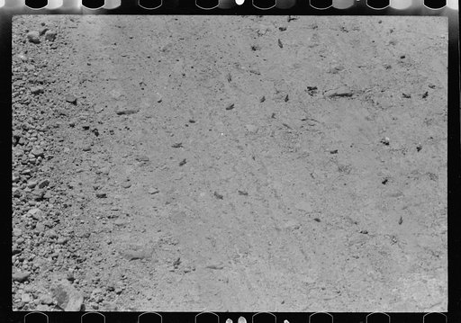 Untitled photo, possibly related to: Grasshoppers, Richland County, Montana