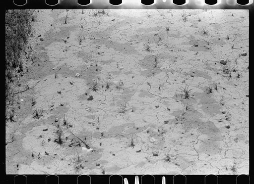 Untitled photo, possibly related to: Grasshoppers, Richland County, Montana