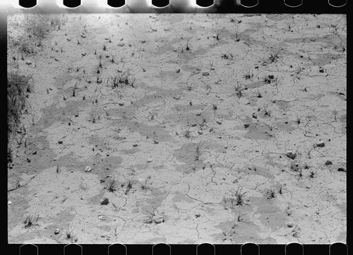 Untitled photo, possibly related to: Grasshoppers, Richland County, Montana
