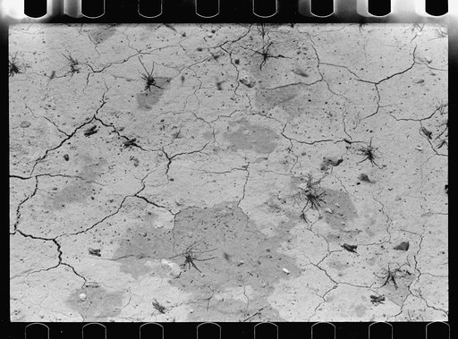 Untitled photo, possibly related to: Grasshoppers, Richland County, Montana