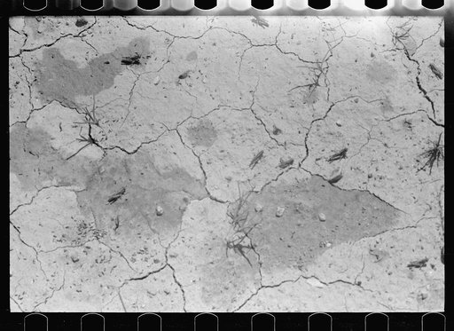Untitled photo, possibly related to: Grasshoppers, Richland County, Montana