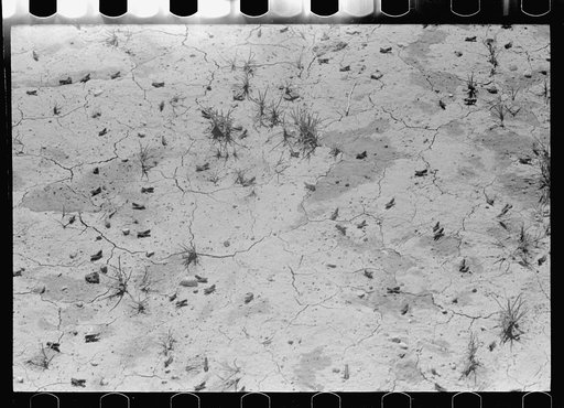 Untitled photo, possibly related to: Grasshoppers, Richland County, Montana