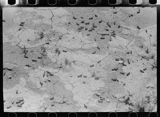 Grasshoppers, Richland County, Montana