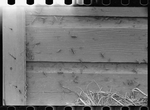Grasshoppers on side of barn. Richland County, Montana